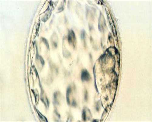 浙江代生人群，浙江省生殖医院前十排名公布[浙江试管婴儿]