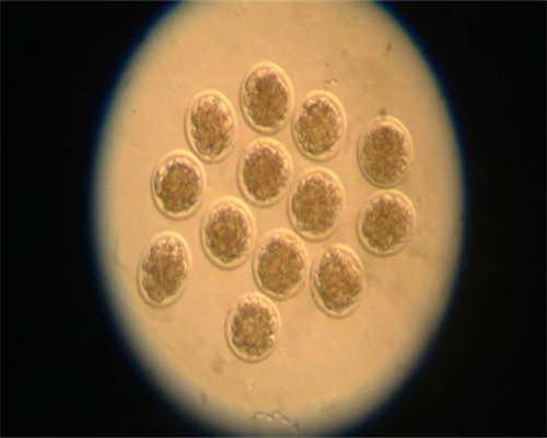 浙江捐卵找谁，浙江4价宫颈癌疫苗多少钱？浙江四价贵吗？