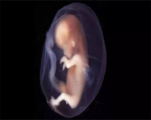 浙江高薪招捐卵，浙江省难产假多少天