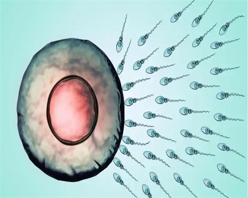 供卵生子医院：浙江第三代试管婴儿费用多少